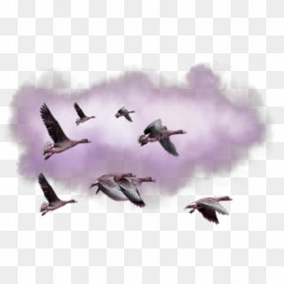 #ftestickers #ducks #flying #birds # Purplecloud - Flock, HD Png Download
