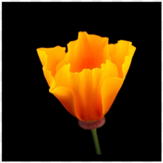 California Poppy By Rob Badger And Nita Winter - Eschscholzia Californica, HD Png Download