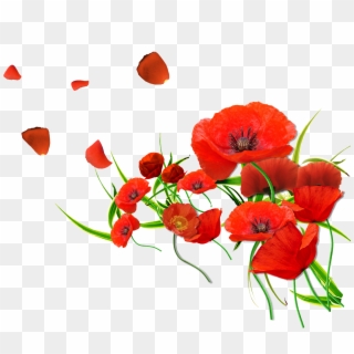 Png Free Download Render Renders Coquelicot Rouge Fleur - Мак Пнг, Transparent Png