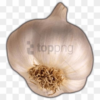 Free Png Garlic Png Png Image With Transparent Background - Garlic, Png Download