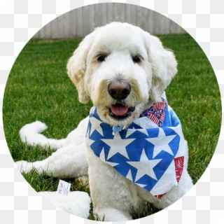 “maureen Is Our Saving Grace Nearly Every Day Our Standard - Goldendoodle, HD Png Download