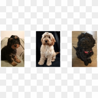 Cockapoo Puppies - Labradoodle, HD Png Download