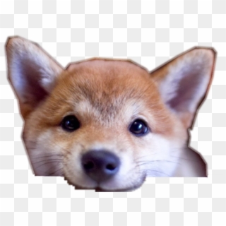 Cropped-shiba - Ivory, HD Png Download