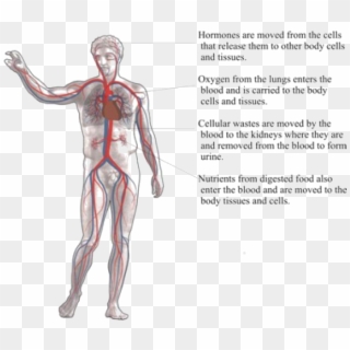 Circulatory System - Closed Circulatory System Human, HD Png Download