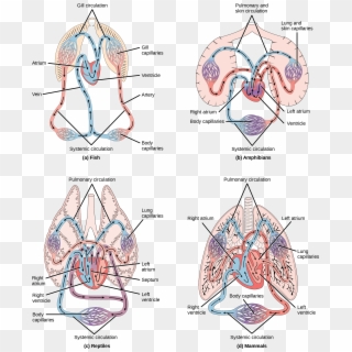 Illustration A Shows The Circulatory System Of Fish, - Circulatory System Of Dogfish, HD Png Download