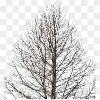 Deciduous Tree Png - Cut Out Tree Winter Png, Transparent Png