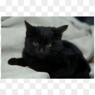 Donate To Petrescue - Black Cat, HD Png Download