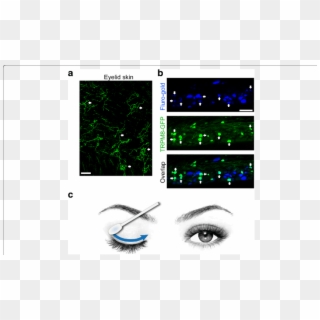 Upper Eyelid Is Densely Innervated By Trpm8 Fibers - Eye Shadow, HD Png Download