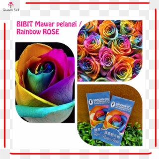Benih Bunga Bibit Bunga Mawar Mistik Pelangi Mystic - Rainbow Roses Hd, HD Png Download