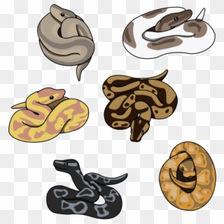 Some Cute Little Ball Pythons Available On Redbubble - Ball Python Cute Drawing, HD Png Download