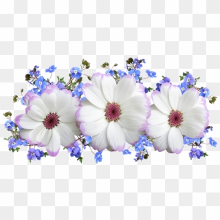 Flowers, White, And Blue, Floral, Arrangement - African Daisy, HD Png Download