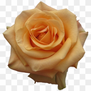 Rose - Rose Cumbia, HD Png Download