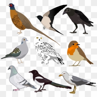 Birds Templates, HD Png Download