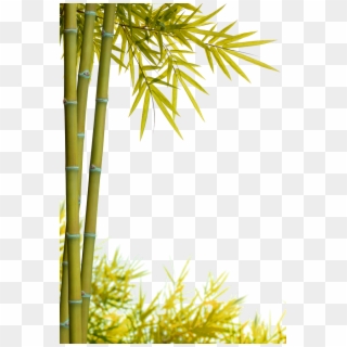 Jpg Free Download Bamboo Transparent Yellow - Bamboo, HD Png Download