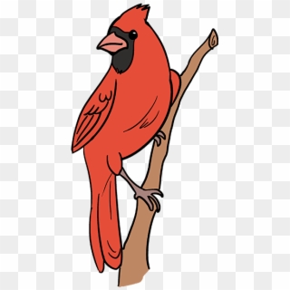 How To Draw Cardinal Bird - Cardinal Bird Drawing, HD Png Download