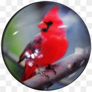 Description - Northern Cardinal, HD Png Download