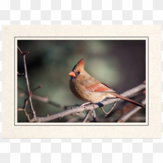 Female Northern Cardinal - Northern Cardinal, HD Png Download