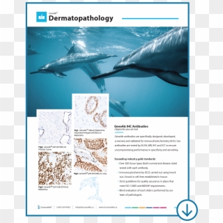 Marine Biology, HD Png Download
