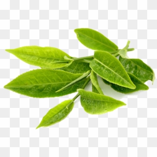 Green Tea Transparent Png - Green Tea Png, Png Download