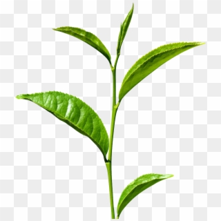 Green Tea Leaves Png, Transparent Png