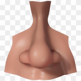 Nose Png Picture - Nose Png, Transparent Png