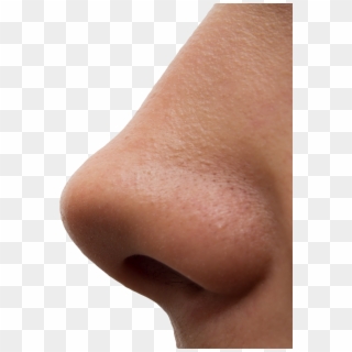 Human Nose - Nose Transparent Background, HD Png Download