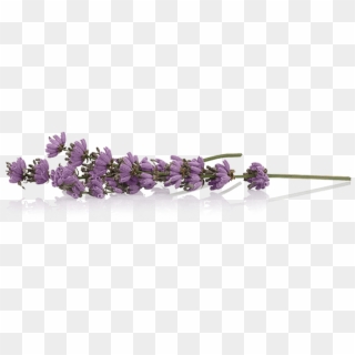 Lavender PNG Transparent For Free Download - PngFind