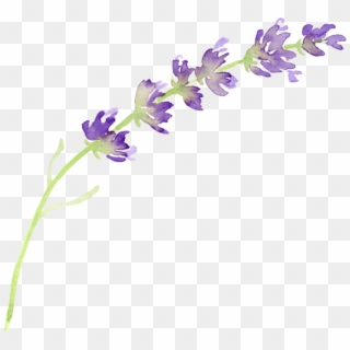 Lavender Flower Png - Clip Art, Transparent Png