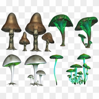 Mushroom Png Image - Magic Mushshrooms Png, Transparent Png