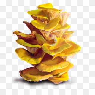 The - Yellow Oyster Mushroom Png, Transparent Png