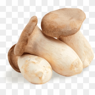 King Oyster Mushrooms - פטריות מלך היער, HD Png Download