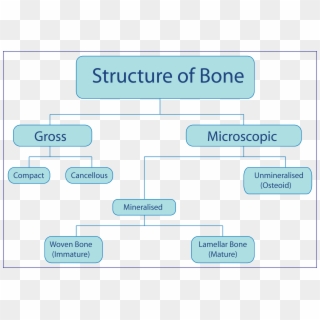 Structure Of Bone - Flow Chart Of Bones, HD Png Download