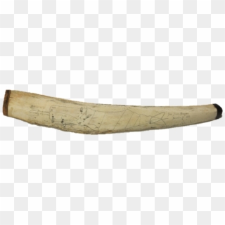 Artifact Spotlight Whale Bone - Wood, HD Png Download