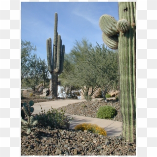 Desert Home In Beautiful Community - Hedgehog Cactus, HD Png Download
