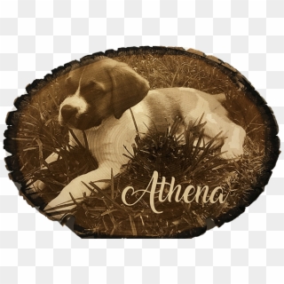 Photo Engraved Wood Tree Slice - Beagle, HD Png Download