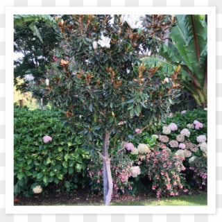 Loarier Magnolia - Riberry, HD Png Download