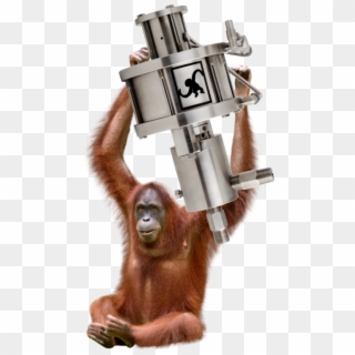 Monkey Pumps - Sumatran Orangutan No Background, HD Png Download