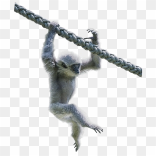 Silvery Gibbon - Spider Monkey, HD Png Download