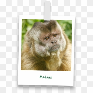 Groups - Tufted Capuchin, HD Png Download