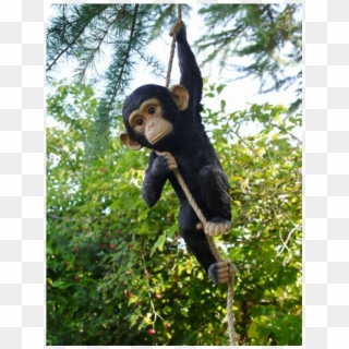 Monkey Hanging In Tree, HD Png Download