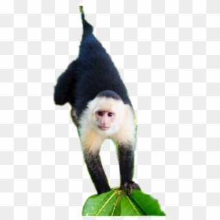 White-headed Capuchin, HD Png Download