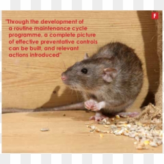 Rats Destroying Crops, HD Png Download