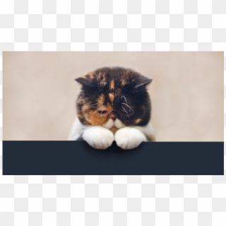 17 Állat, Aki 100%, Hogy Nem Csinált Semmi Rosszat - Sad Cat Hd, HD Png Download