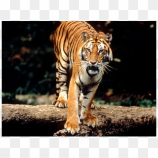 A Tiger Is The Biggest Of The Big In The Cat Family - Tigers Have Striped Skin, HD Png Download