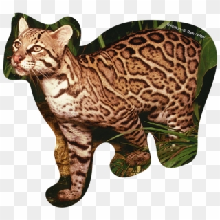 Littlest Big Cats - California Spangled, HD Png Download