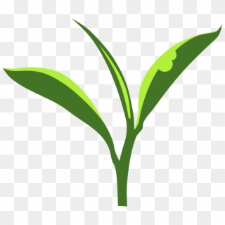 Elevated Co2 And Plant Response To Herbivory - Tea Plant Logo, HD Png Download