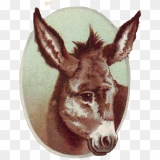 Donkey - Burro, HD Png Download