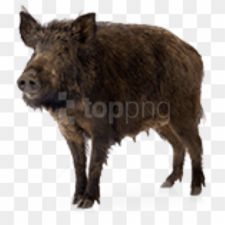 Download Images Background Toppng - Transparent Boar Png, Png Download