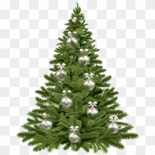 Christmas Pine Tree Png, Transparent Png