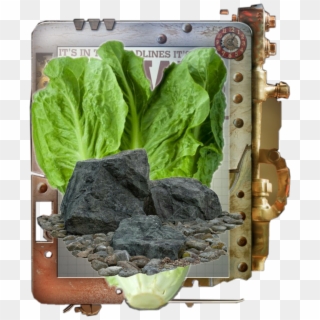 Romaine Sticker - Chard, HD Png Download